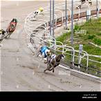 how to bet at the dog track